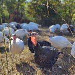 Curcan întreg (tranșat) pentru copii